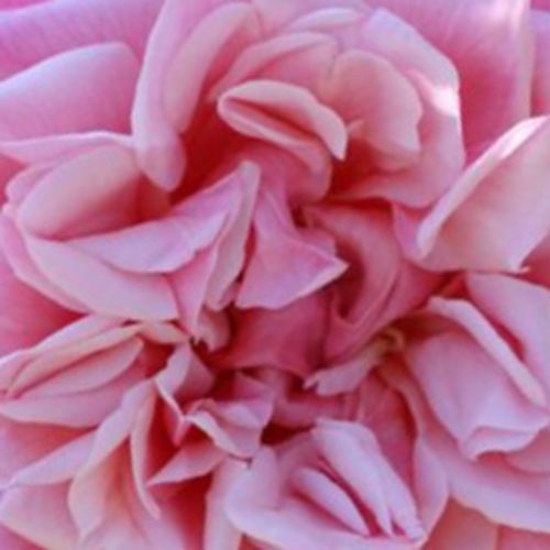 Rosa  Souvenir de J. Mermet - róża ze średnio intensywnym zapachem - Róże pienne - z drobnymi kwiatami - różowy  - Louis Mermet - korona zwisająca - -